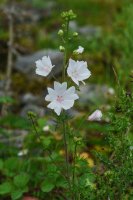 Malva moschata