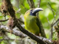 northern emerald toucanet Aulacorhynchus prasinus 