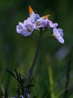 male orange tip on cuckoo flower Anthocharis cardamines on Cardamine pratensis