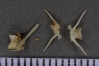 spraint sample 119