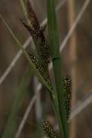 bottle sedge Carex rostrata