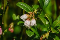 Cowberry Vaccinium vitis-idaea