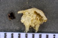 spraint sample 119
