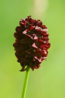 Salad burnet (Sanguisorba minor)