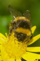 Bumblebee