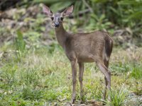 Central American red brocket Mazama temama 