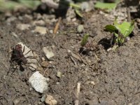 leafcutter ants