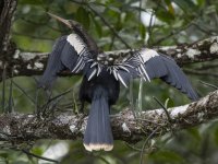 anhinga Anhinga anhinga Also known as American darter, darter, snakebird, water turkey