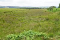 Valley bog
