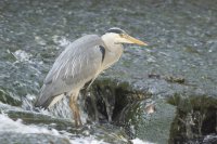 Grey heron (Ardea cinerea) fishing