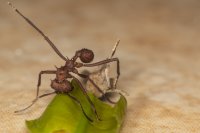 leafcutter ants