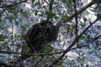 Mexican Black Howler Monkey