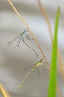 Emerald Damselflies in tandem 