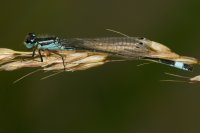 Blue-tailed Damselfly, Ischnura elegans