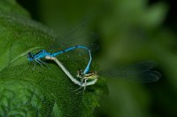 Azure Damselfly Coenagrion puella