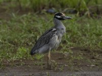 yellow-crowned night heron Nyctanassa violacea 