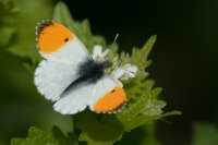 Orange-tip Anthocharis cardamines