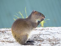 Central American agouti Dasyprocta punctata 