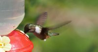 volcano hummingbird Selasphorus flammula 