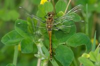 Black Darter, Sympetrum danae (Sulzer)