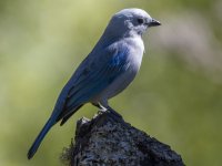 blue-gray tanager Thraupis episcopus 