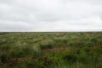 bog dome