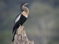 anhinga Anhinga anhinga Also known as American darter, darter, snakebird, water turkey