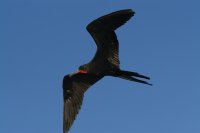 Frigatebird in flight