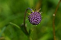 Small scabious (Scabiosa columbaria)