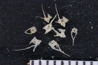 spraint sample 137