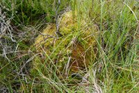 Sphagnum papillosum