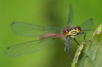 Large Red Damselfly Pyrrhosoma nymphula