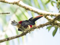 fiery-billed aracari Pteroglossus frantzii 