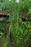 Remote Sedge Carex remota