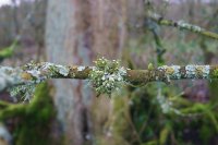 Ramalina fastigiata