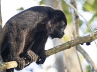 mantled howler Alouatta palliata 