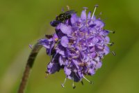 Small scabious (Scabiosa columbaria)