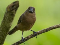 thick-billed seed finch Sporophila funerea 