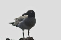 Lava gull