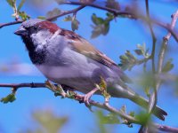 male house sparrow Passer domesticus