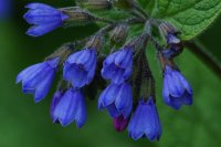 Caucasian comfrey Symphytum caucasicum