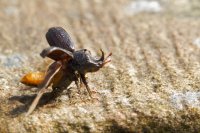 Rhinoceros Beetle