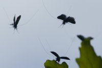 longhorn moths showing long antennae