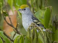 chestnut-sided warbler Setophaga pensylvanica 