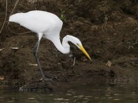 great egret Ardea alba 