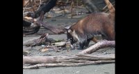 white-nosed coati Nasua narica 