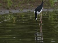 black-necked stilt Himantopus mexicanus 