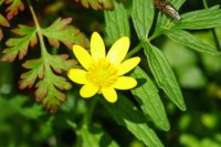 Lesser Celandine Ranunculus ficaria