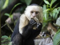 Panamanian white-faced capuchin Cebus imitator 