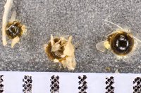 spraint sample 3